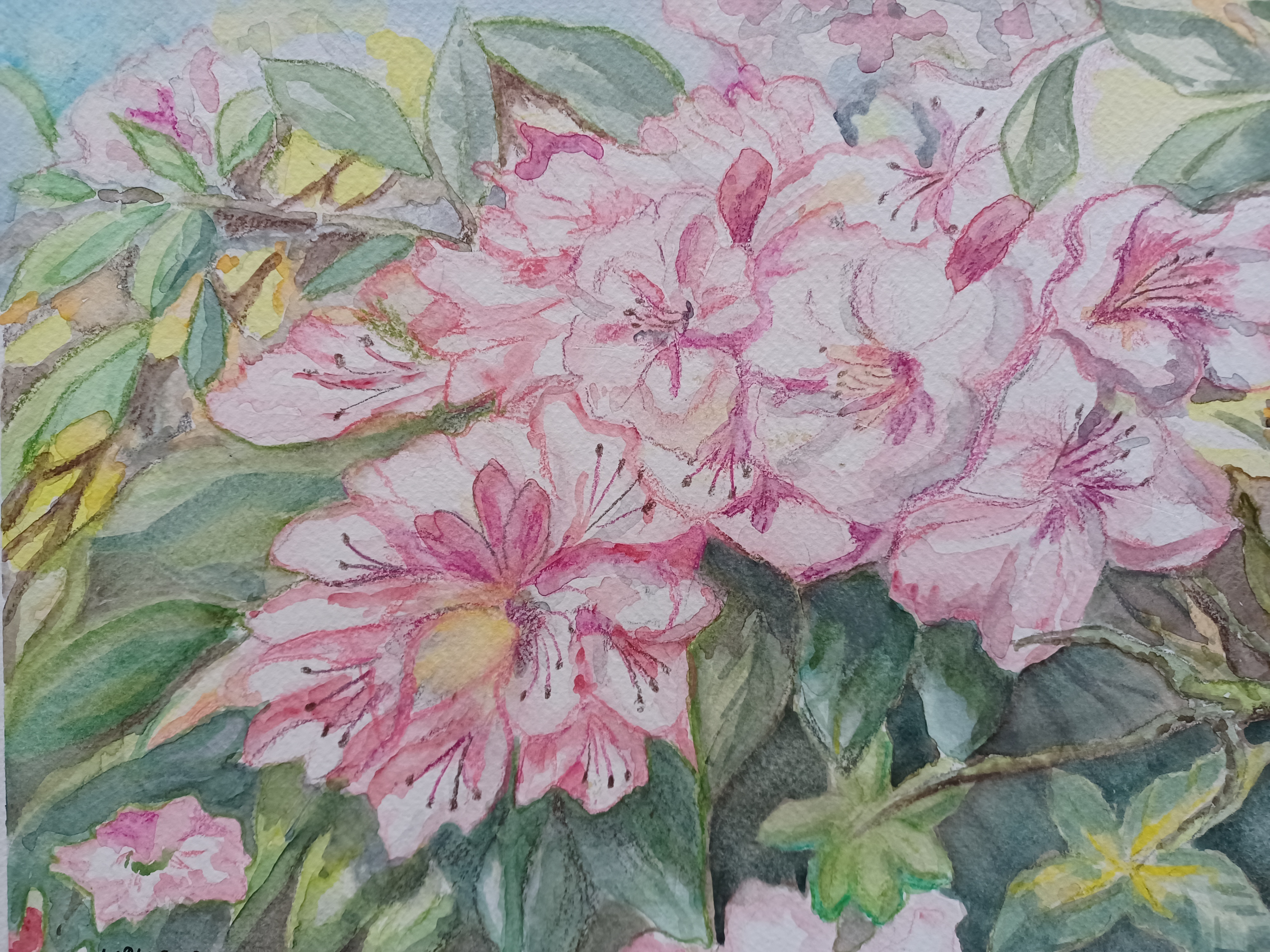 Rhododendron im Königshainer Park